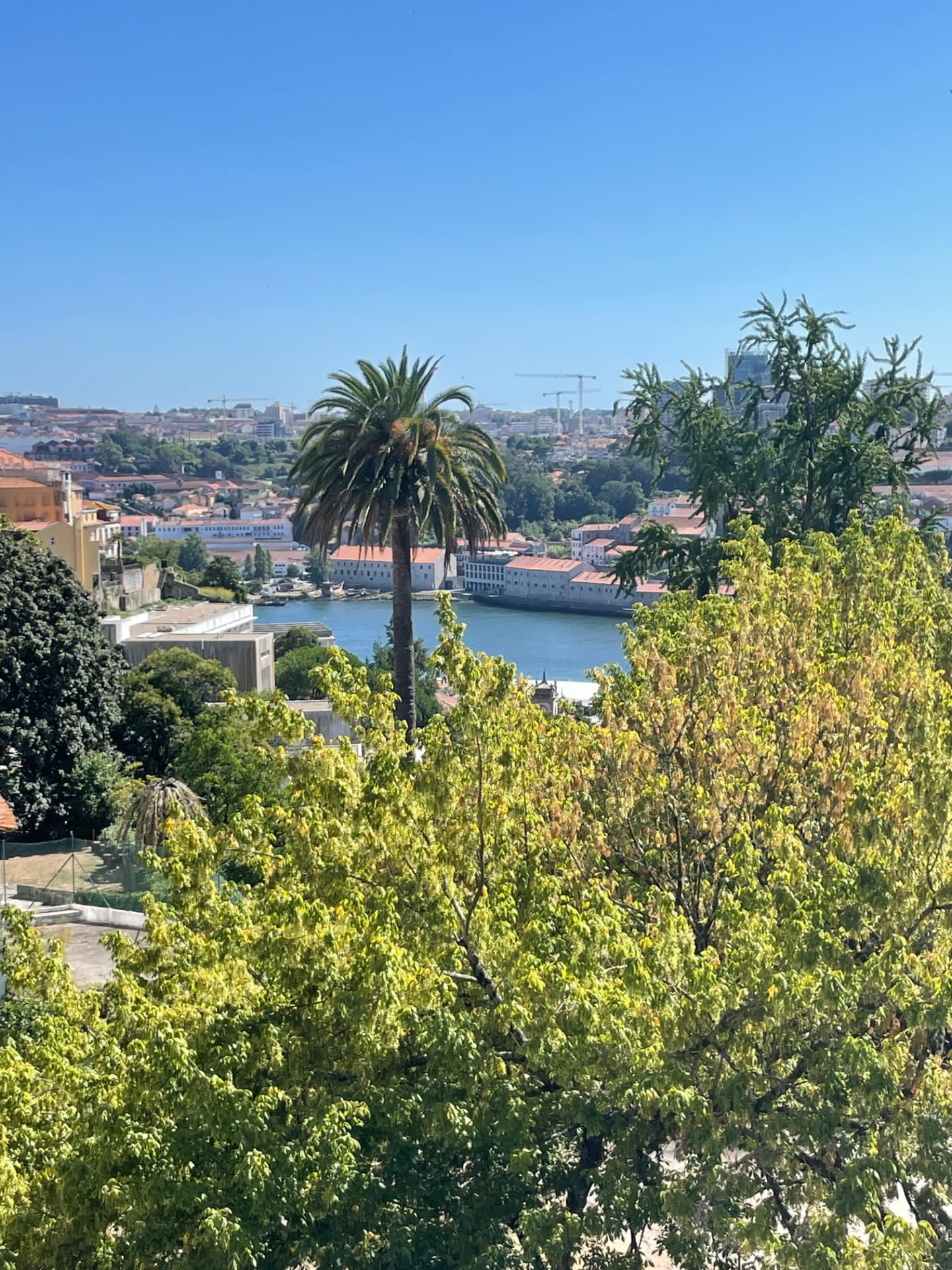 Palm tree above the gardens with the Douro river and Porto rooftops beyond, Casa Camélia