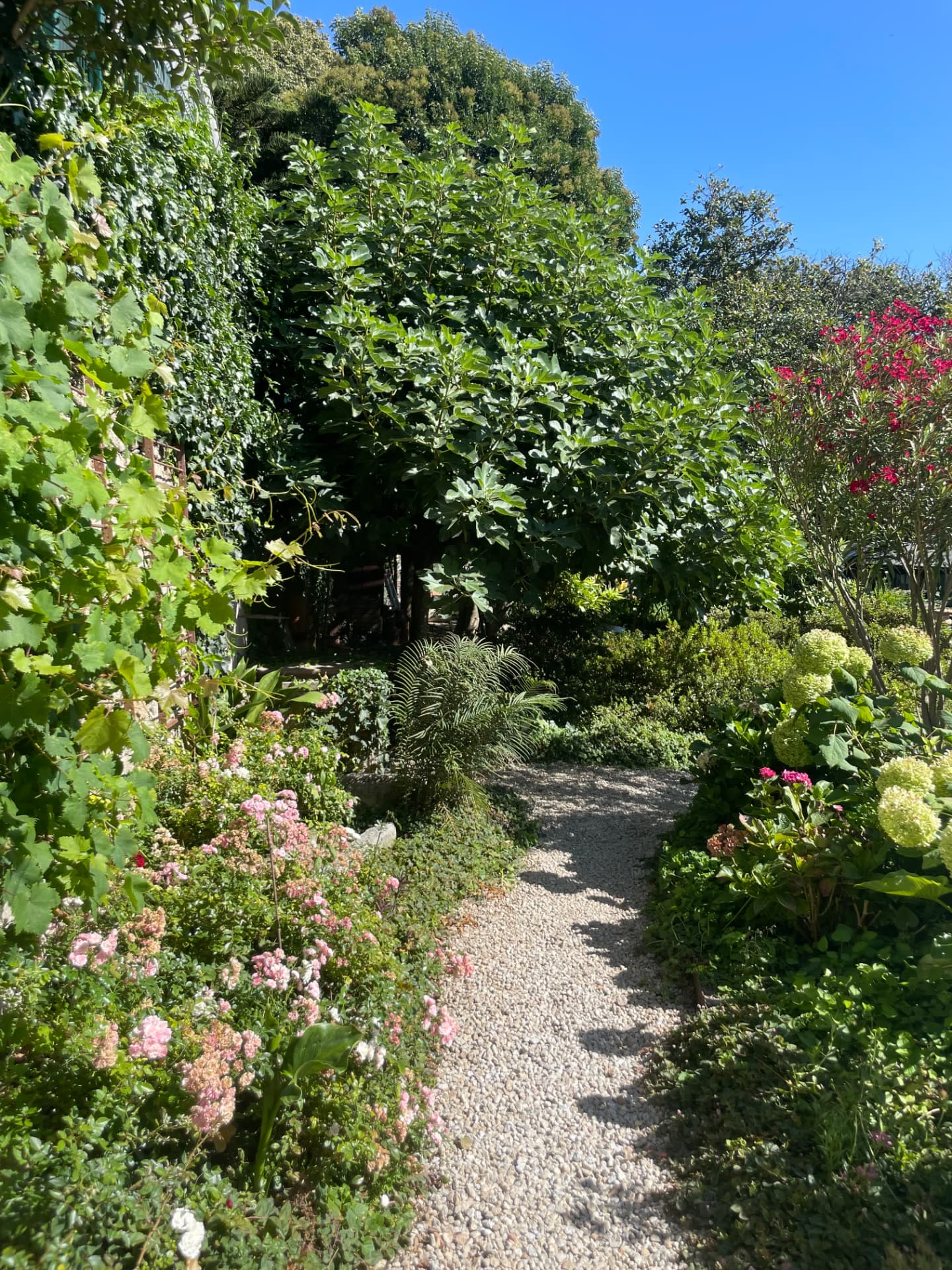 Gravel garden path through fig trees and hydrangeas at Casa Camélia, Porto